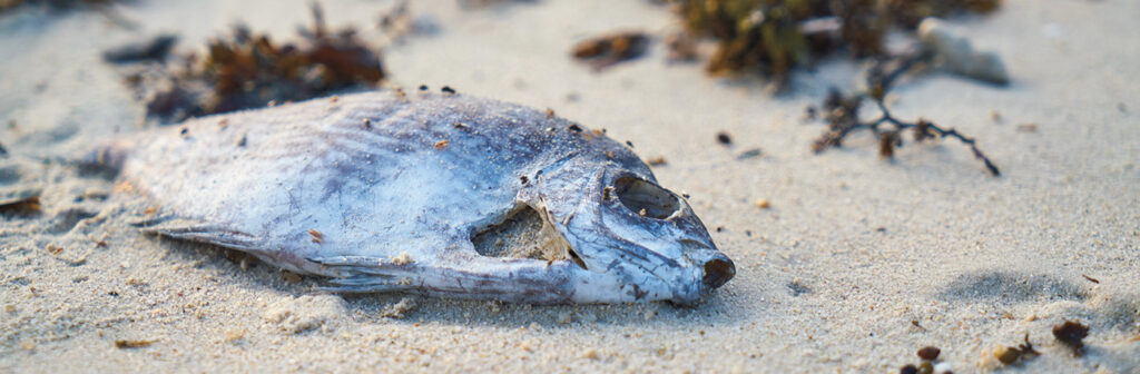 havmiljø-død-fisk